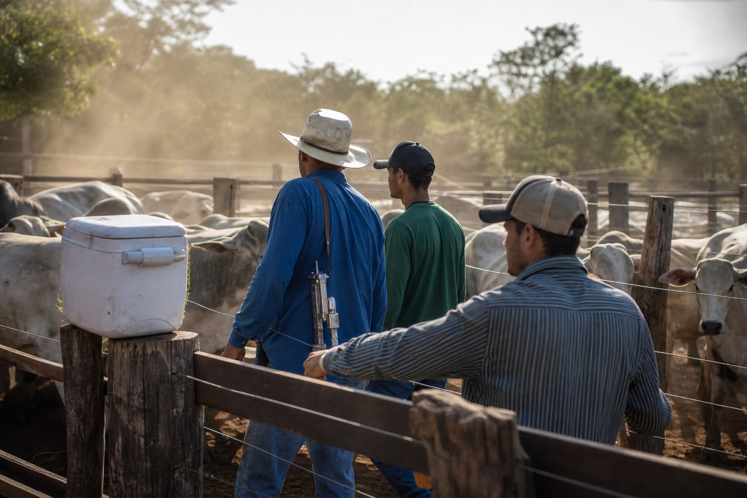 Equipe trabalhando no corredor do curral cheio de gado, com seringa automática e caixa térmica apoiada no mourão